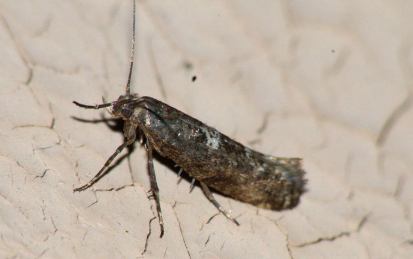 Цибульна моль