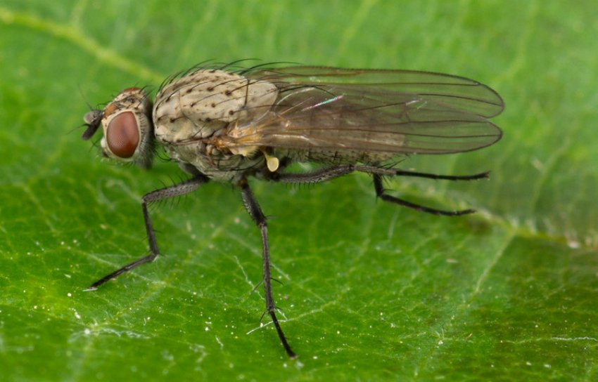 Цибульна муха