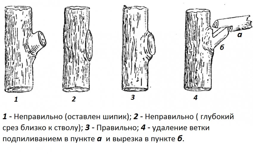 Пилим яблоню. Принципы обрезки плодовых деревьев схема. Схема обрезки плодовых деревьев осенью. Обрезка сухих веток у яблони. Принципы обрезки яблонь.