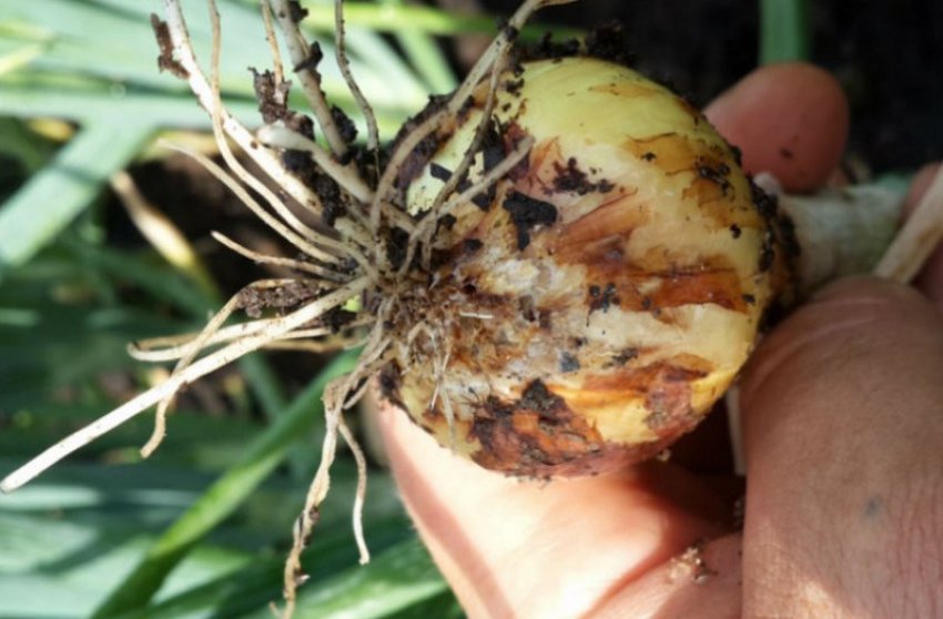 Цибульна нематода