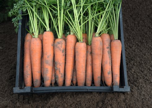 Особливості вирощування та догляду за морквою Берликум Роял