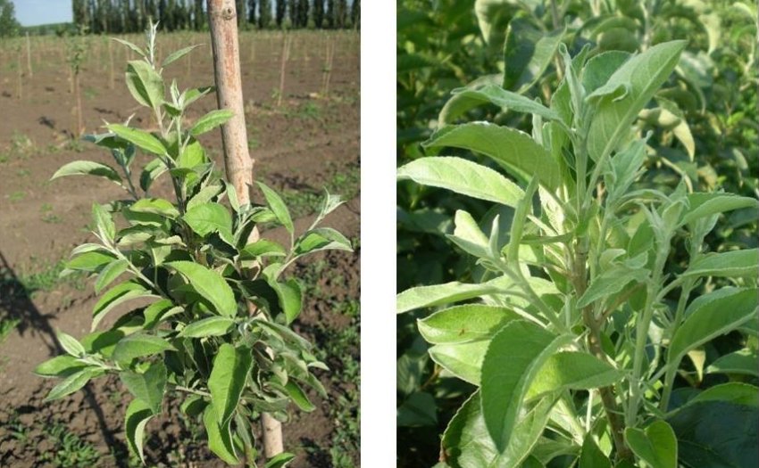 Проліферація яблуні