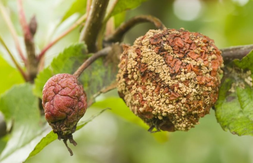 Плодова гниль на плодах яблуні