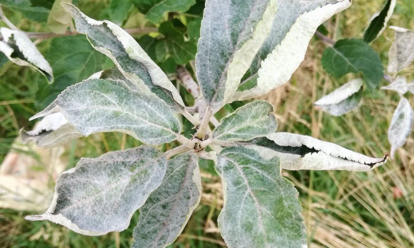 Борошниста роса на листі яблуні