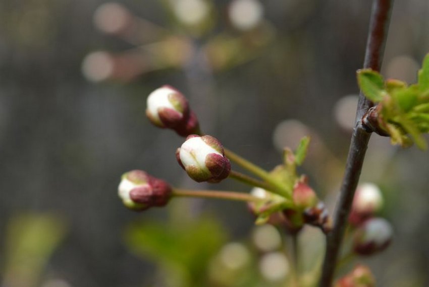 Набрякання бруньок яблуні Набрякання бруньок яблуні