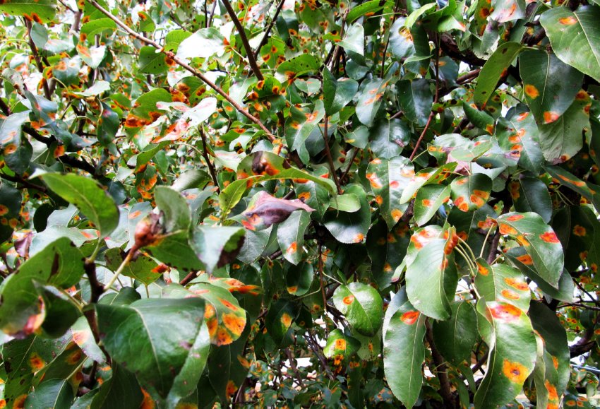 Іржа на яблуні