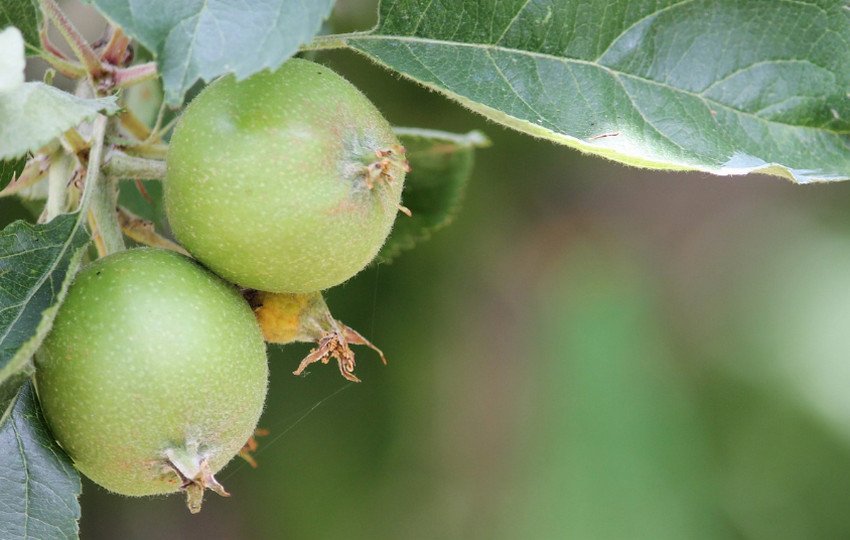 Проріджування зав'язі яблуні Проріджування зав'язі яблуні