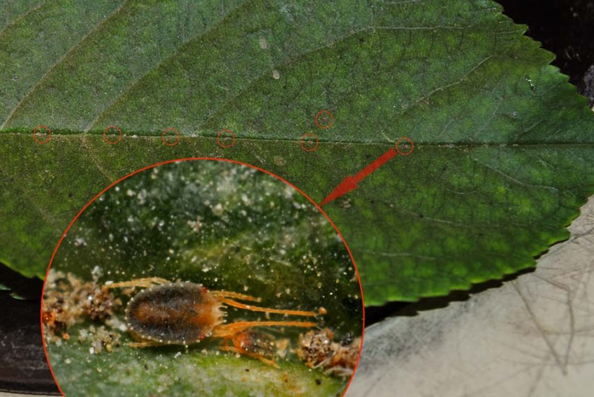 Плодовий кліщ на листках яблуні