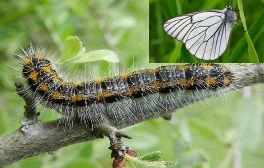 Гусениця боярышница