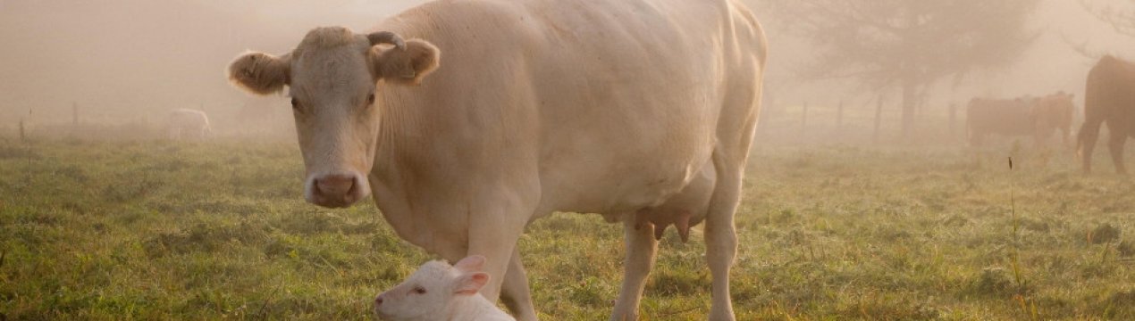 Як лікувати кетоз у корів