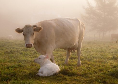 Як лікувати кетоз у корів