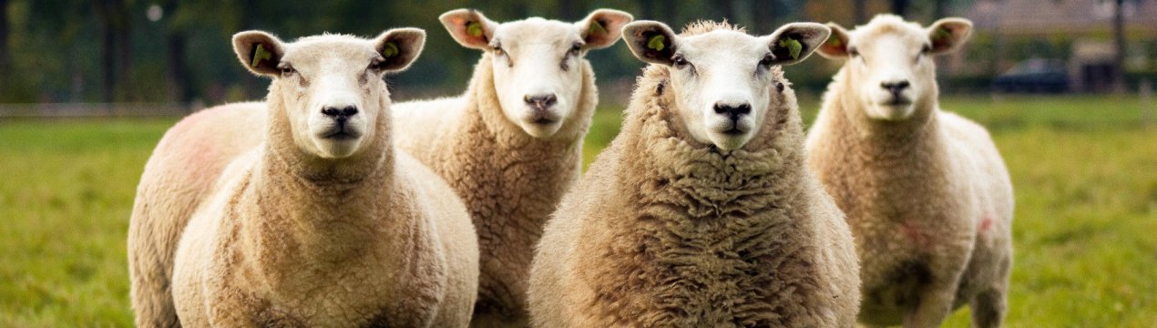 Ставропольська баранина має все більше прихильників у всьому світі