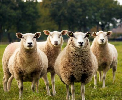 Ставропольська баранина має все більше прихильників у всьому світі