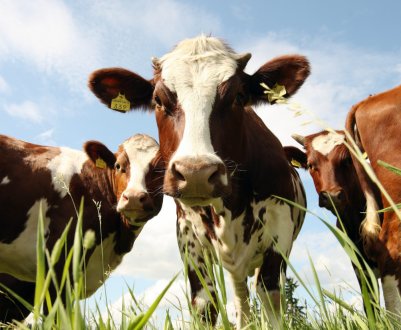 Башкирські фермери вчать годувати тварин по-новому