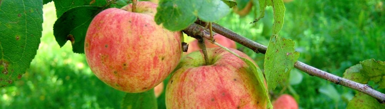 Описание и особенности выращивания сорта яблони Татьяна
