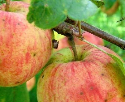 Опис і особливості вирощування сорти яблуні Тетяна