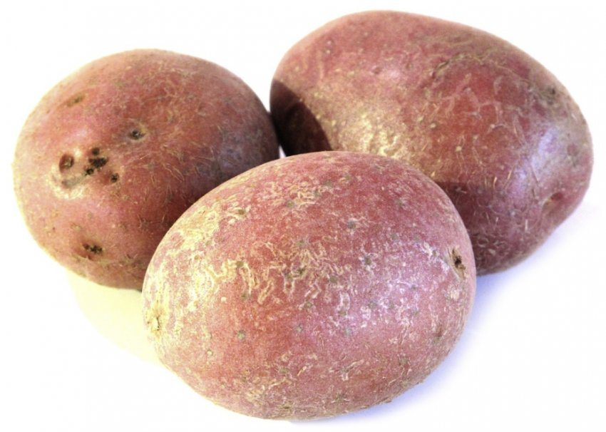 Картопля Мерлот Картопля Мерлот