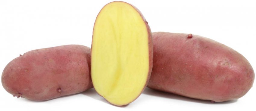 Картопля Мерлот Картопля Мерлот