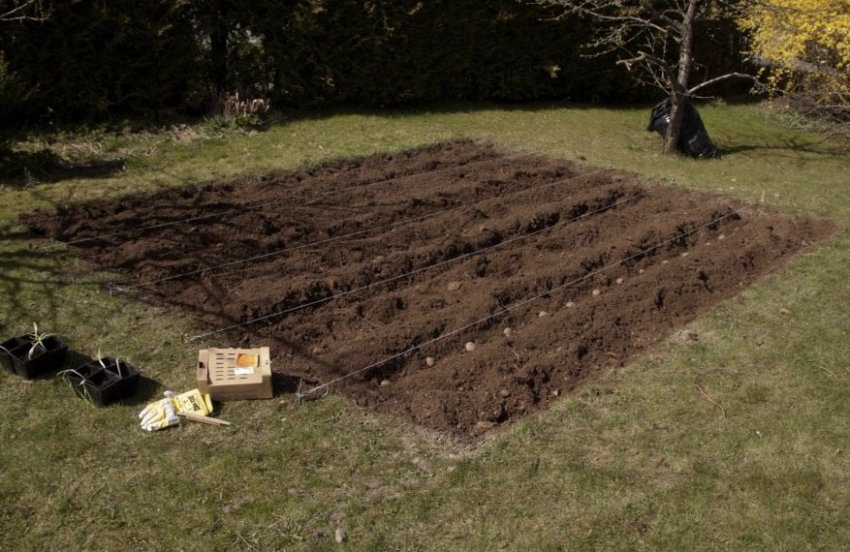 Картопляні грядки на ділянці Картопляні грядки на ділянці