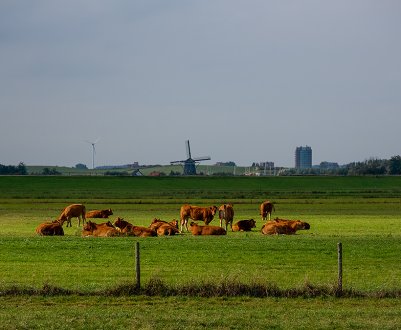 Уряд Нідерландів ініціює перевірку національного органу з безпеки харчових продуктів