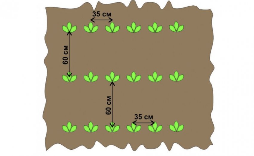 Схема посадки картоплі Схема посадки картоплі