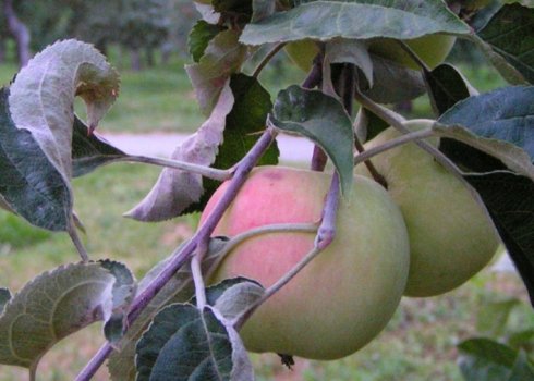 Особливості посадки яблуні Малинівка та догляду за нею