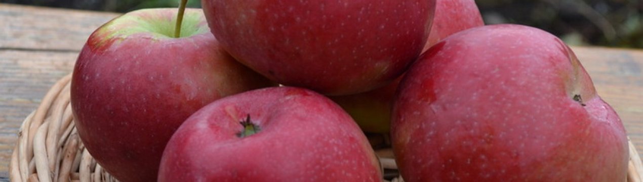 Сорт яблуні Краса Свердловська: ботанічний опис і характеристика, агротехніка вирощування