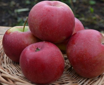Сорт яблуні Краса Свердловська: ботанічний опис і характеристика, агротехніка вирощування