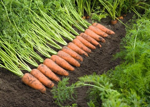 Особливості вирощування та догляду за морквою Каскад