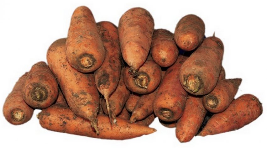 Гідності сорти моркви Каскад Гідності сорти моркви Каскад