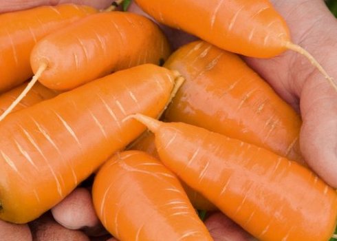 Особливості вирощування та догляду за морквою Ред Кор