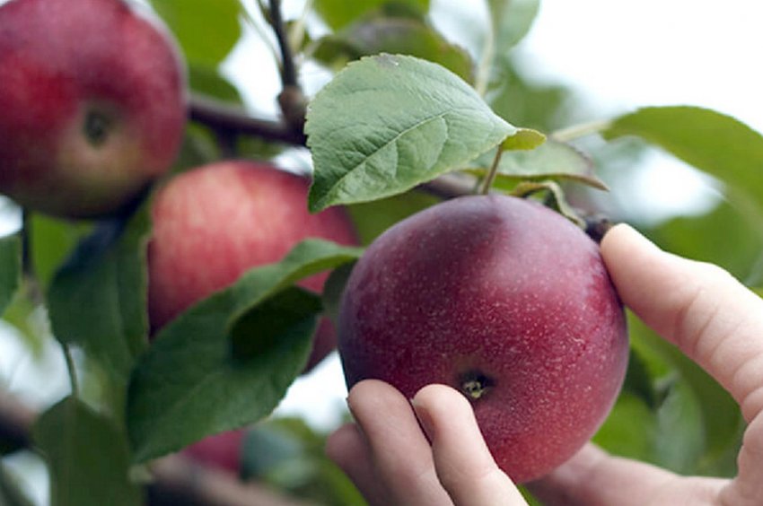 Сорт яблуні Краса Свердловська