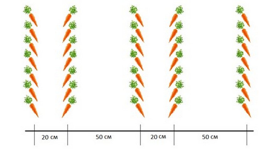 На каком расстоянии сажать разные сорта. Схема посева семян моркови. Схема посева моркови в открытом грунте. Морковь схема посадки в открытый грунт семенами. Схема посева моркови весной в открытый грунт.