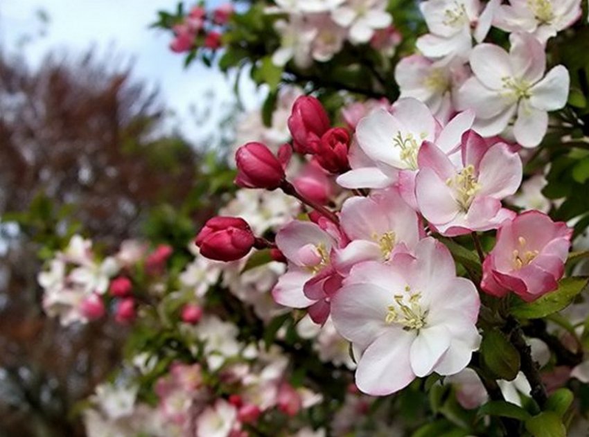 Цвітіння яблуні Краса Свердловська