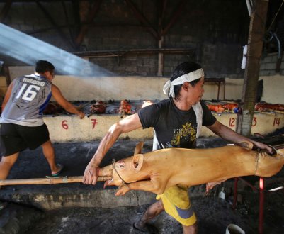 На Філіппінах хочуть обмежити імпорт свиней, щоб запобігти АЧС