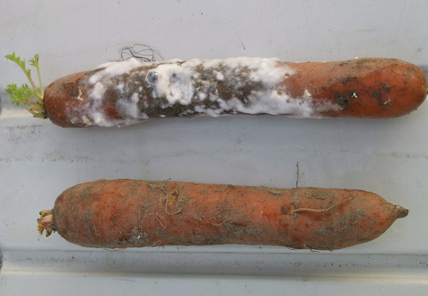 Біла гниль на моркві Біла гниль на моркві