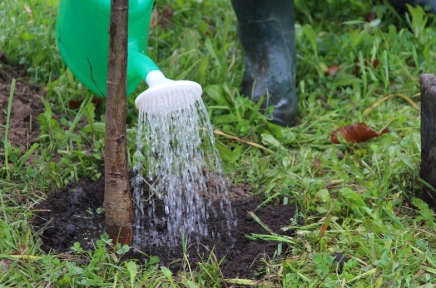 Полив дерев