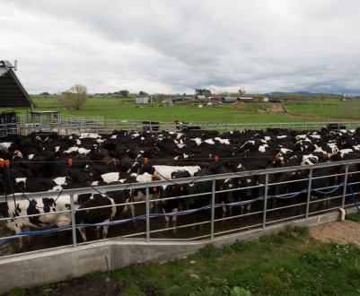 Уряд Канади фінансово допоможе фермерам, що постраждали від недавніх угод про вільну торгівлю