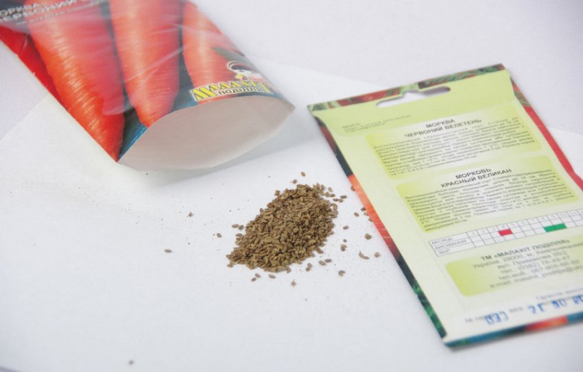 Насіння моркви