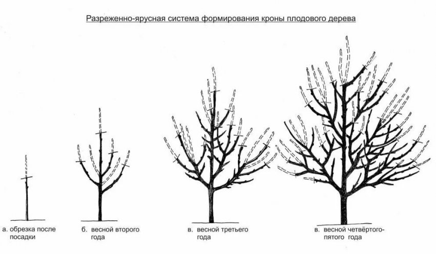 Спосіб обрізування крони плодового дерева