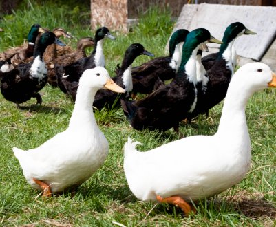 Чим і як правильно годувати домашніх качок влітку і взимку