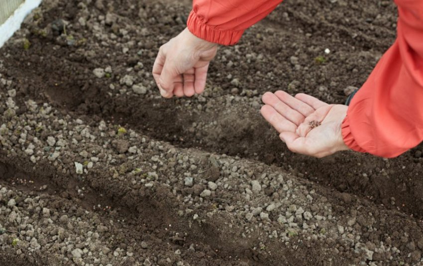 Посів моркви