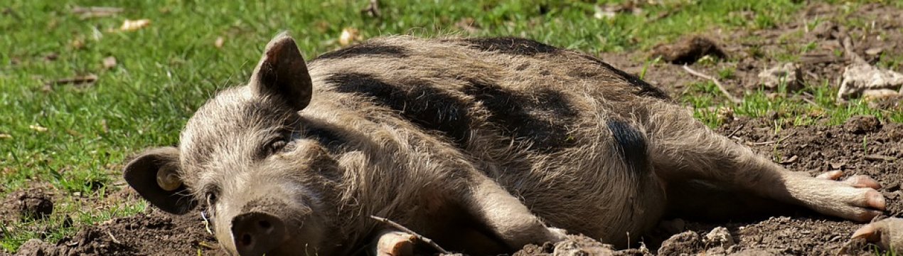 У полі на Волині виявили трупи свиней