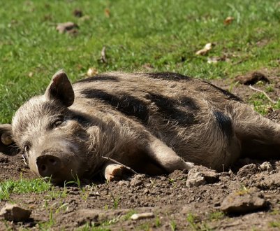У полі на Волині виявили трупи свиней