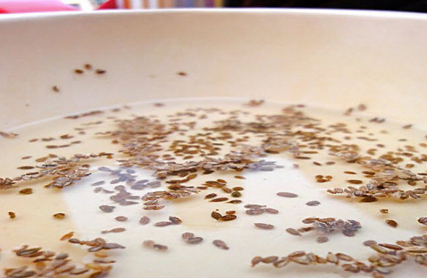 Замочування насіння моркви в теплій воді Замочування насіння моркви в теплій воді