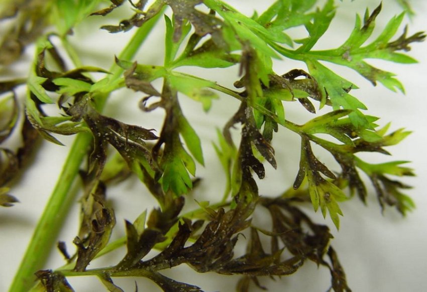 Альтернаріоз