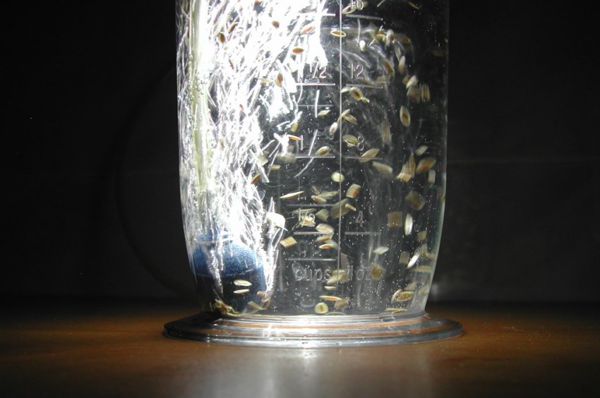 Барботирование насіння моркви перед посадкою Барботирование насіння моркви перед посадкою