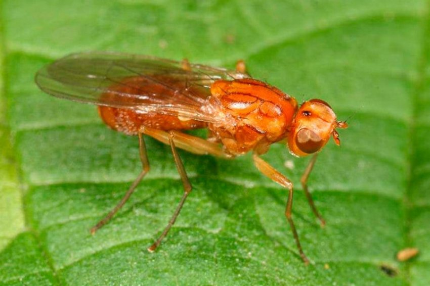 Морквяна муха