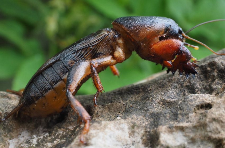 Капустянка