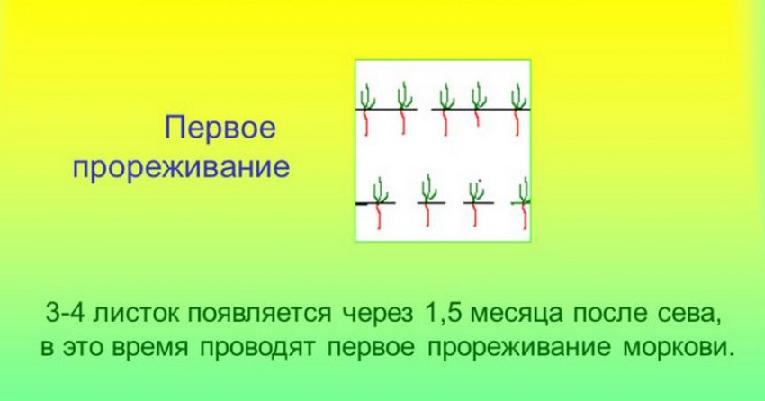 Проріджування насаджень